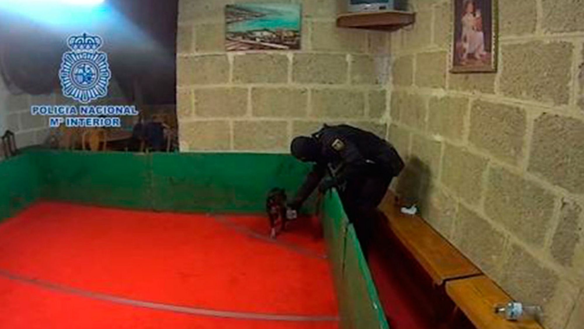 Menos de dos años de cárcel para los juzgados por las peleas de perros de Güimar. / Archivo