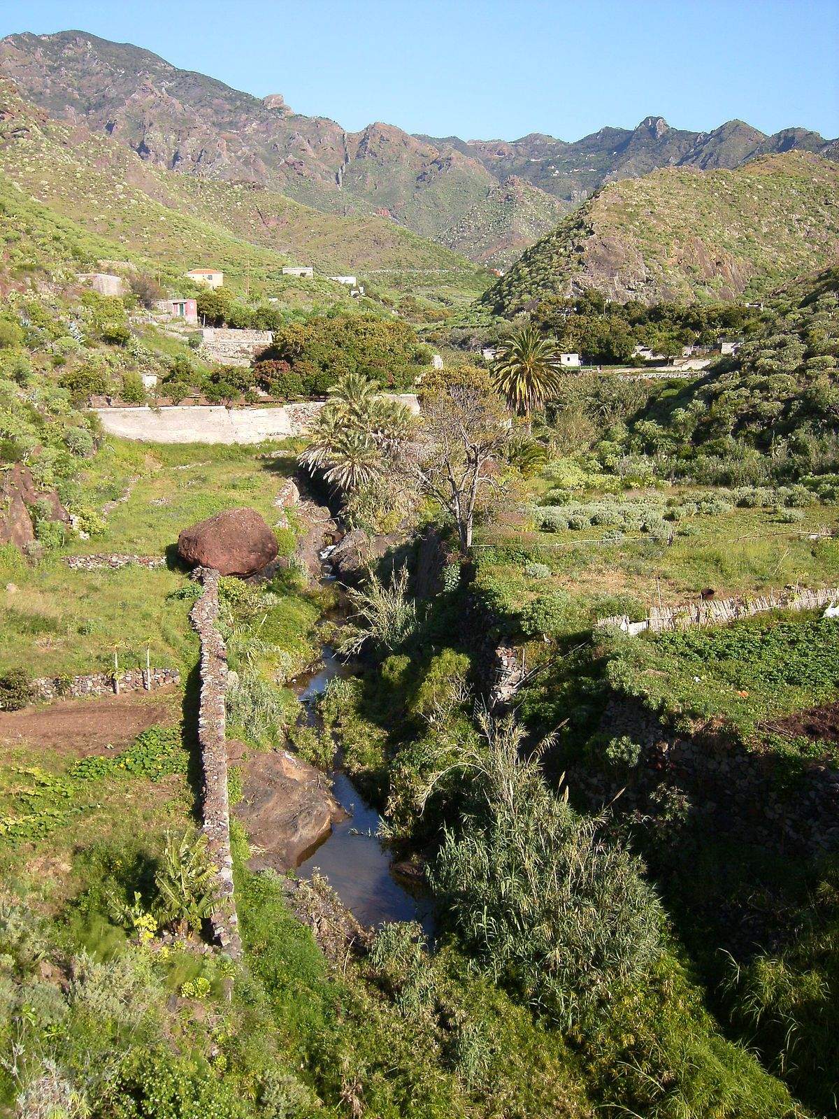 El palmeral del barranco del Cercado en Anaga (Tenerife)./ Wikipedia El palmeral del barranco del Cercado en Anaga (Tenerife)./ Wikipedia