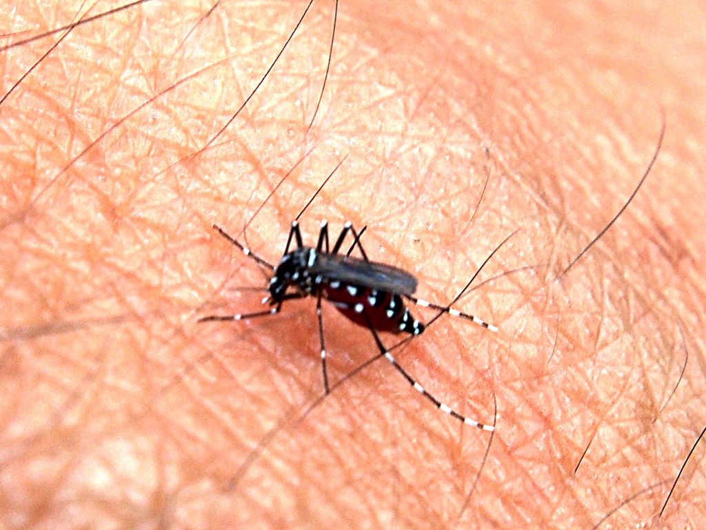 Santa Cruz solicita al Cabildo de Tenerife solucionar una plaga de mosquitos en Anaga. / Imagen de la red Santa Cruz solicita al Cabildo de Tenerife solucionar una plaga de mosquitos en Anaga. / Imagen de la red