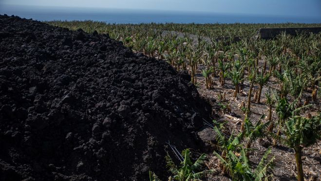 Una colada de lava afecta a un cultivo de plataneras en La Palma. / Kike Rincón (Europa Press)