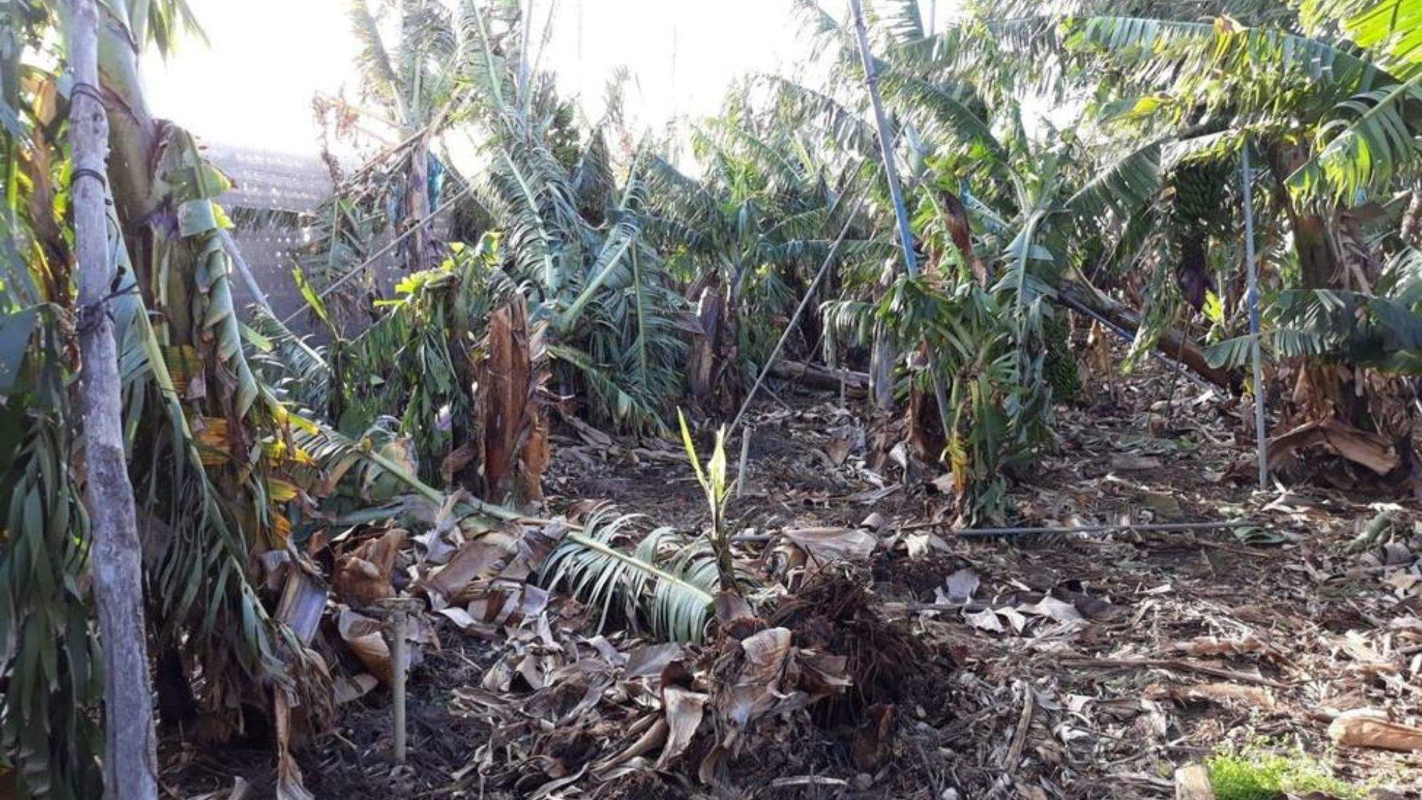 Plataneras afectadas por una borrasca. / Archivo