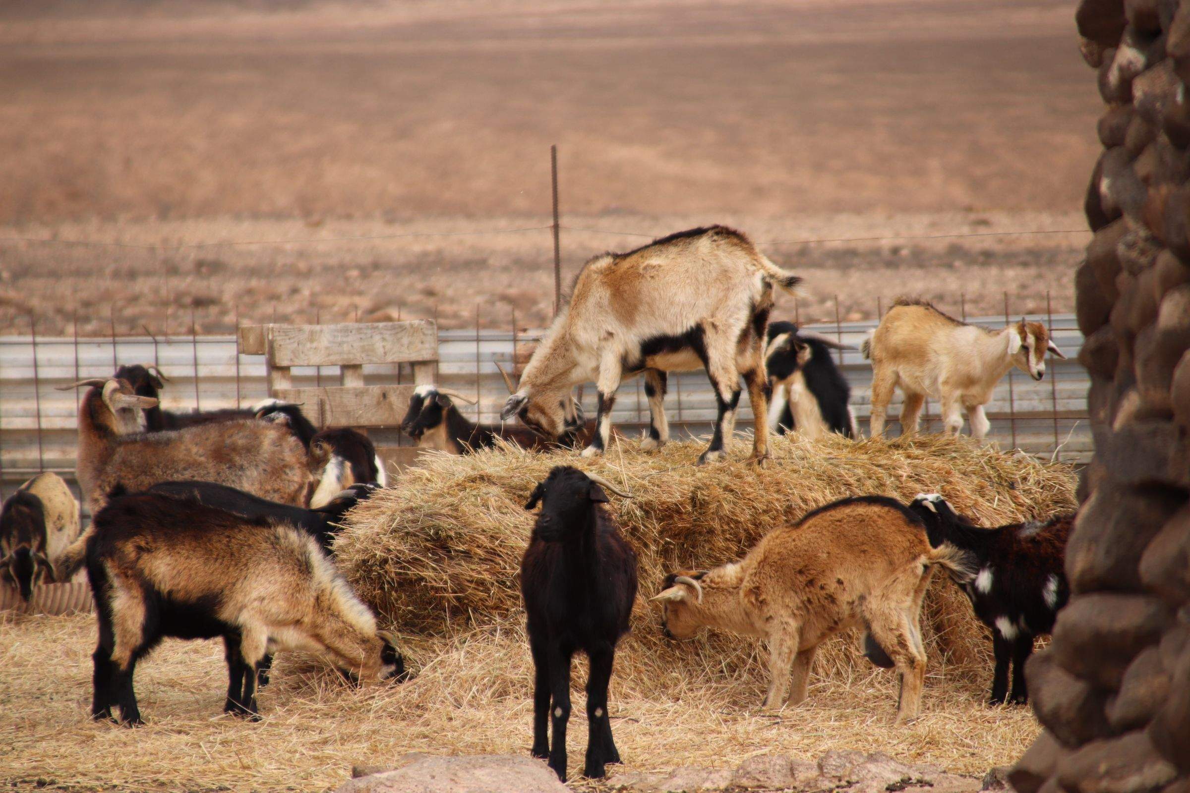 Las medidas de agroambiente y clima subvencionan el mantenimiento de las razas autóctonas canarias. / Gobierno de Canarias 