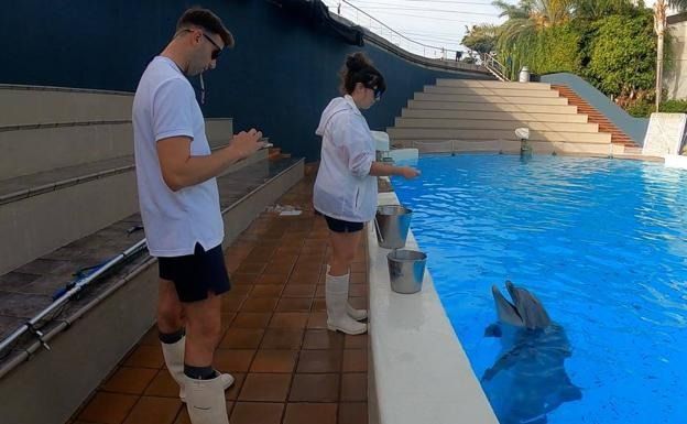 Delfinario en Loro Parque./