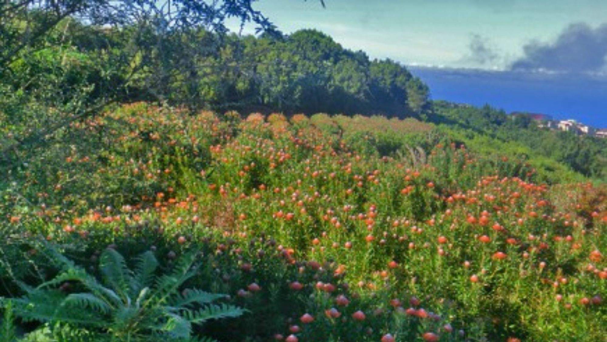 Cultivos en Canarias. / ARCHIVO