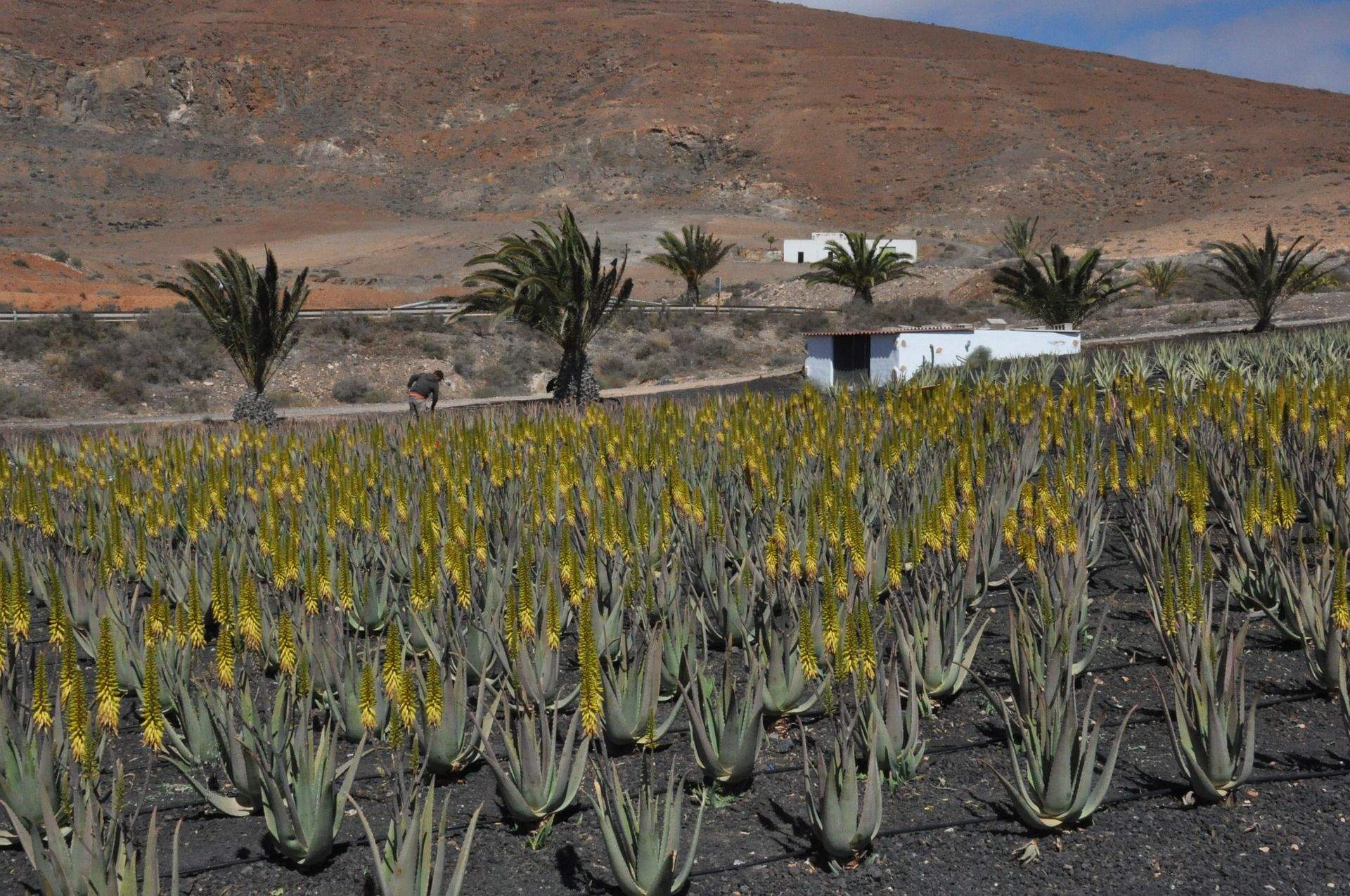 Plantación de aloe vera en Canarias. / Gobierno de Canarias 