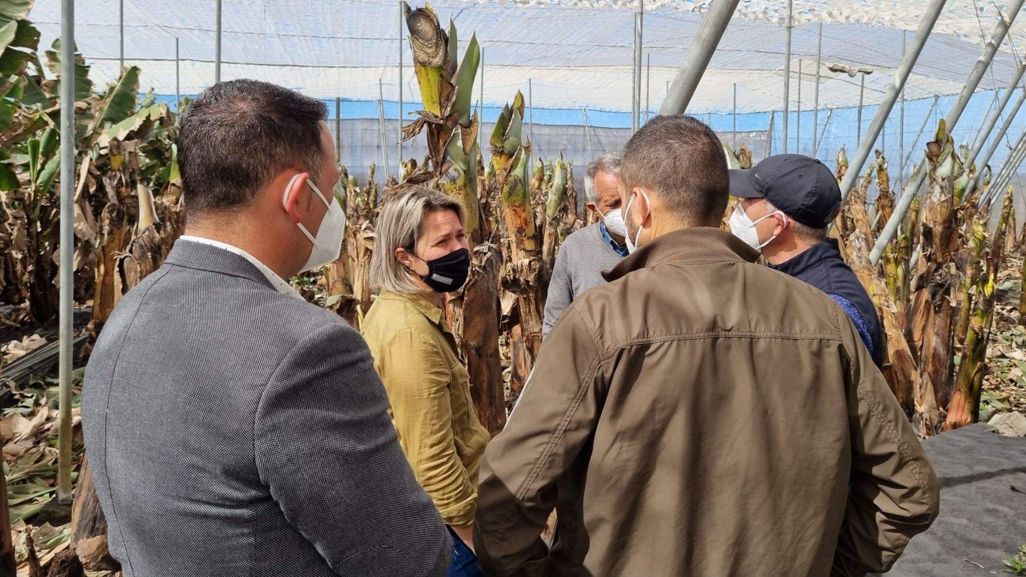 La consejera de Agricultura, Ganadería y Pesca, Alicia Vanoostende, visitando fincas afectadas. / @Obras_gobcan