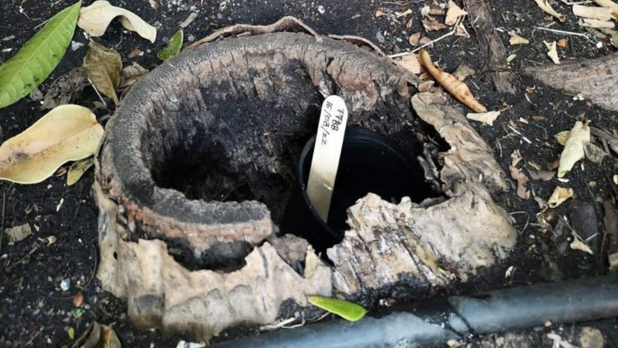 Una trampa para atraer al mosquito Aedes Aegypti . / Cedida