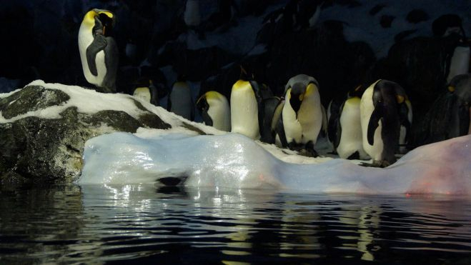 penguins gceba4aba8 1920