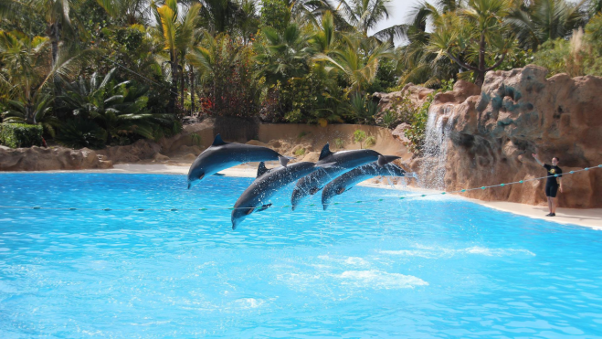 Delfines en una de las piscinas del Loro Parque. / Pixabay
