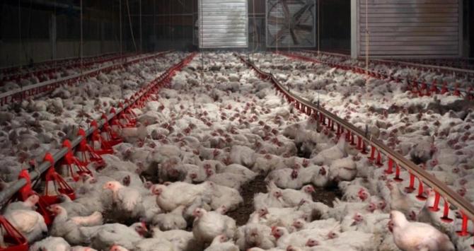 Imagen que ilustra las granjas avícolas./ ARCHIVO
