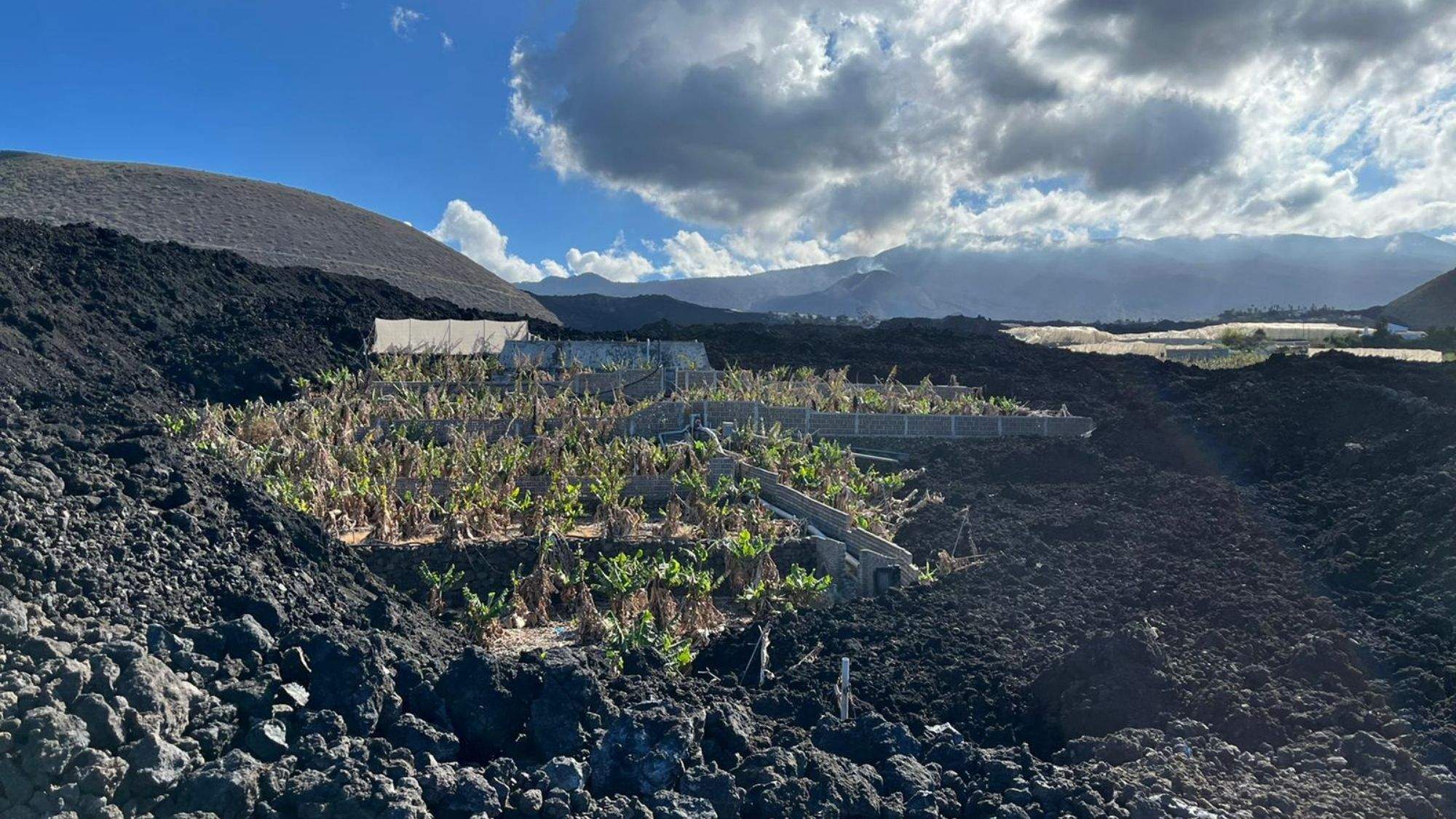 Finca de plátanos en La Palma. / Cedida