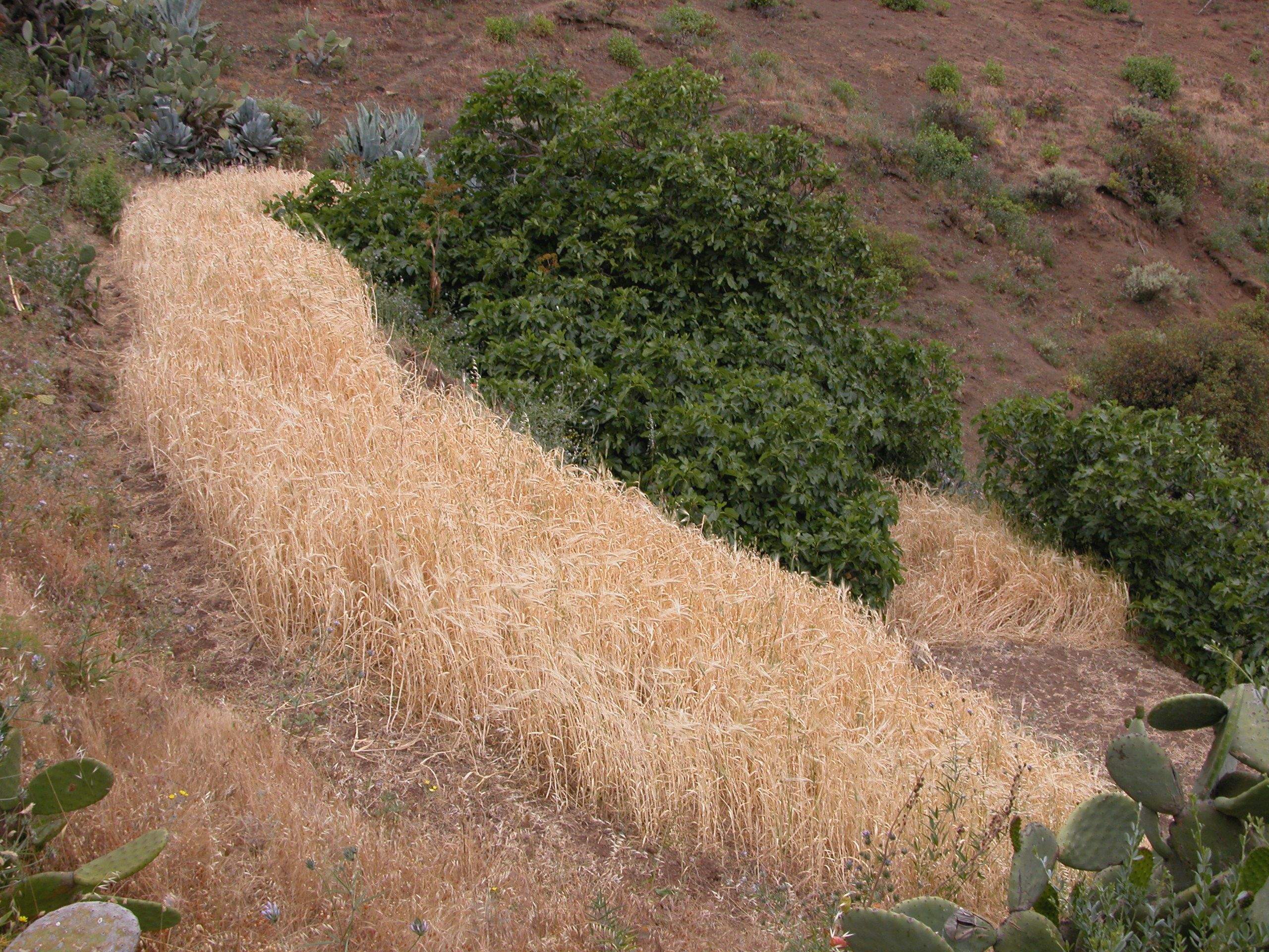 Cultivo de cereales - forraje (Agricultura)./