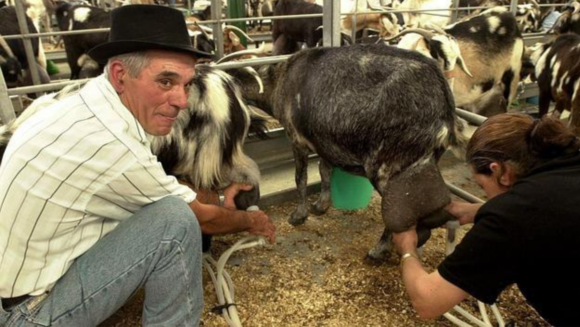 Imagen de archivo de una pareja de ganaderos majoreros productores de leche en la Feria de Agricultura, Ganadería y Pesca. / Juan Medina (EFE)