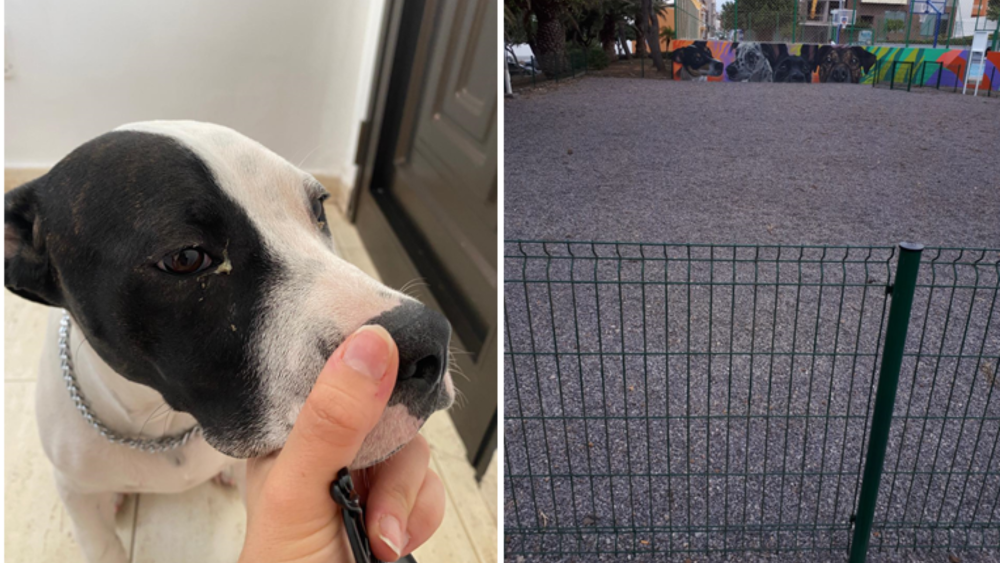 A la izquierda, uno de los perros que han sufrido conjuntivitis. A la derecha, la grava del parque y la altura de la valla./ Cedidas