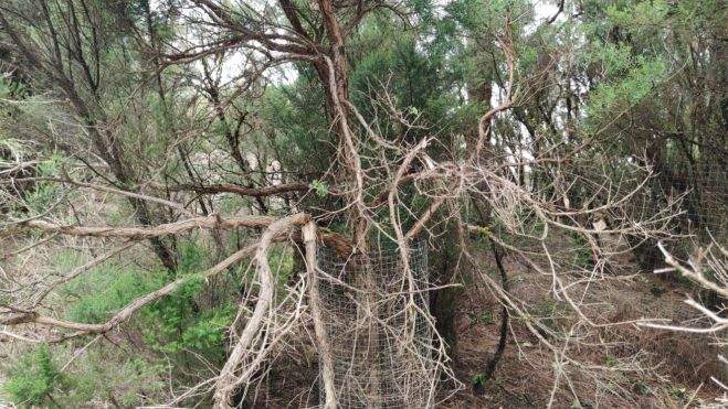 Acto vandálico El Hierro 2 