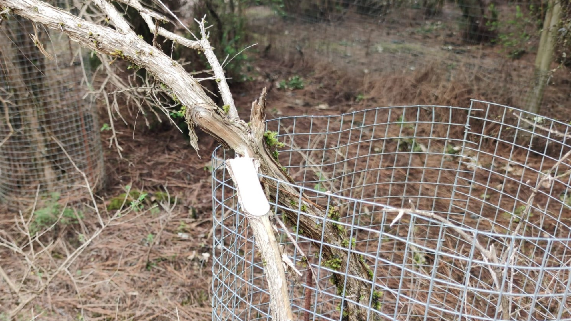 Ejemplar de codeso herreño, especie en peligro de extinción, dañado en Hierro. / Cedida