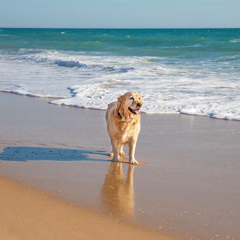 Playa para perros./ Archivo