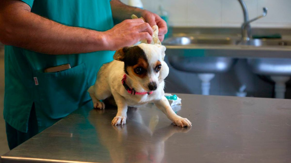 Imagen de clínicas veterinarias. / Europa Press