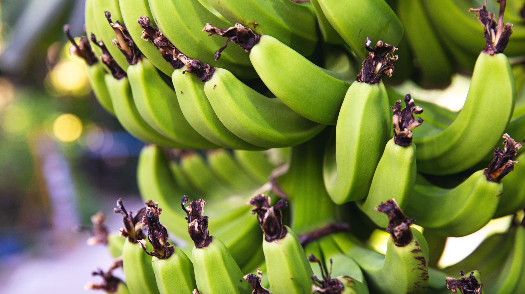 Plataneras de Tenerife / PEXELS