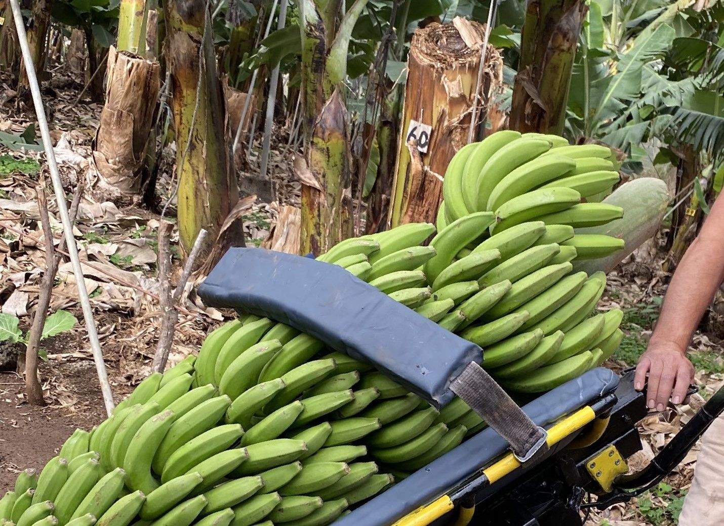 Plataneras en Canarias, como lo que va a regular el decreto ./ Twitter Coplaca