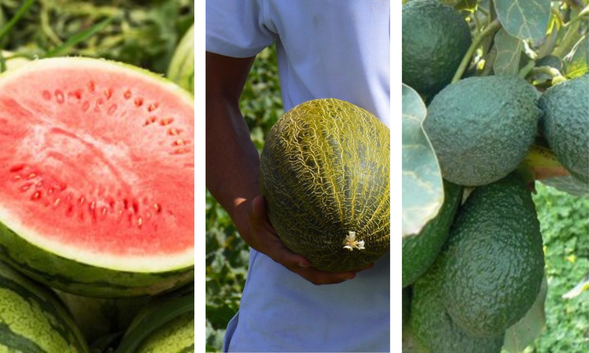 Sandía, melón y aguacate como productos encarecidos este verano. / AH - EP