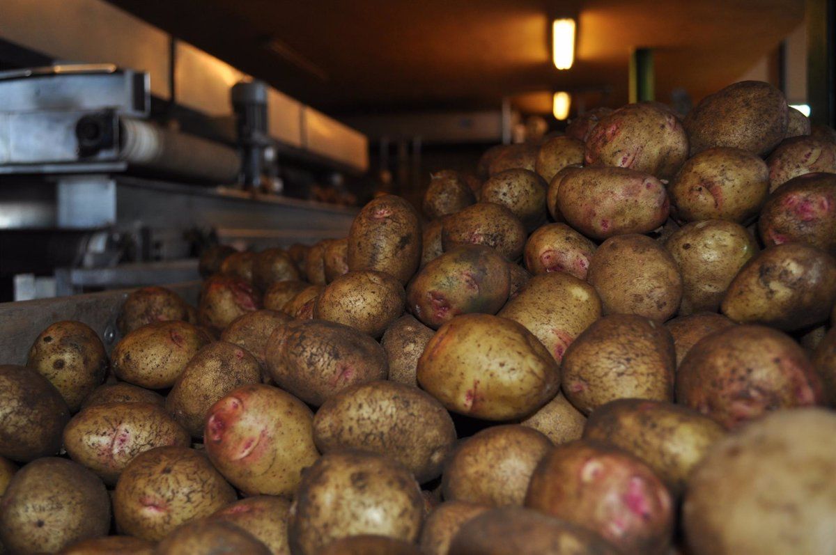 Imagen de la papa canaria en Tenerife. / EUROPA PRESS