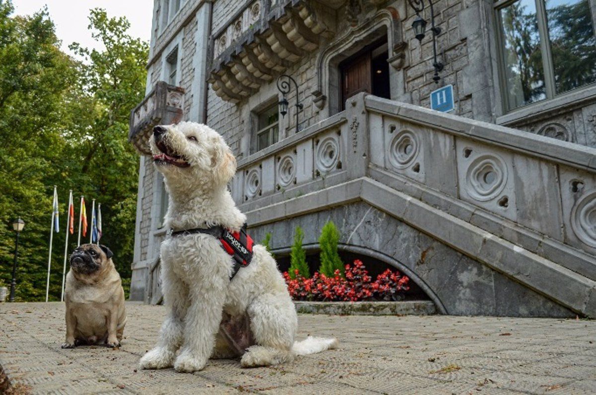 Perros en el exterior de un hotel. / Europa Press - Paradores 
