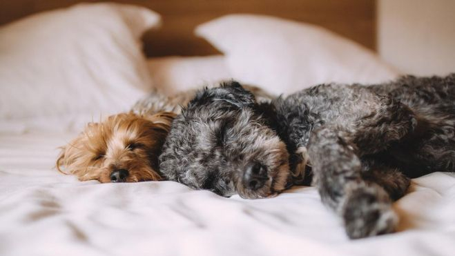 Dos perros durmiendo en la cama de un hotel. / Pixabay 