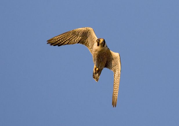 El halcón tagarote es un ave rapaz que anida principalmente en los acantilados y zonas escarpadas del extremo noroeste de Tenerife./ SEO BirdLife