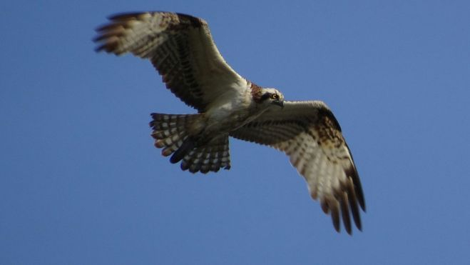 GuinchoREC GuinchoREC