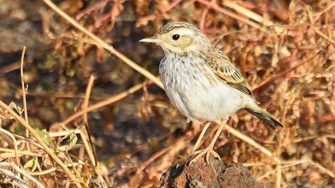 Bisbita caminero Bisbita caminero