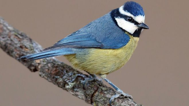 Herrerillo Herrerillo