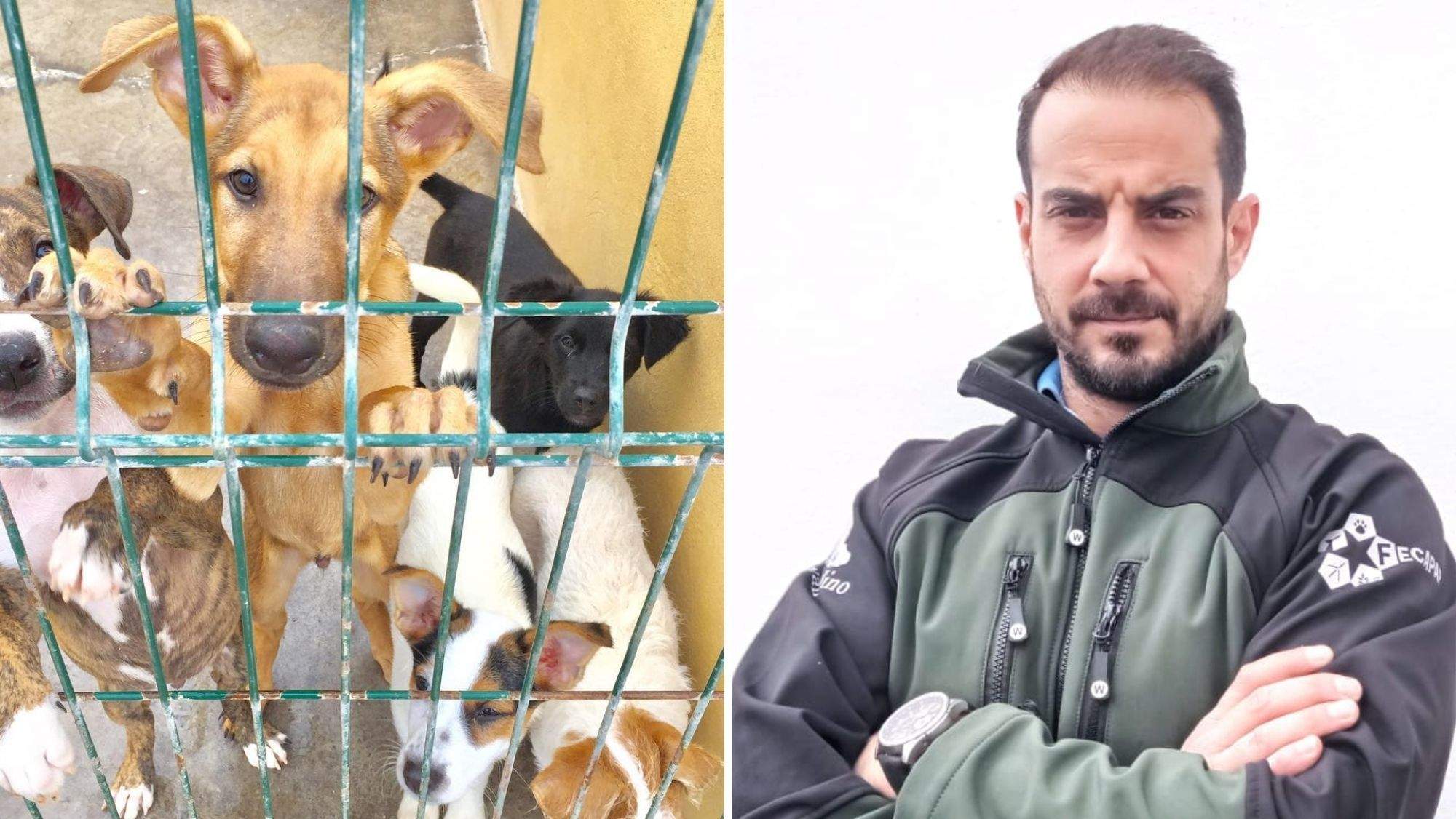 Un grupo de perros en el Albergue Comarcal Valle Colino y el portavoz del mismo, Guillermo Alberto Pérez-Andreu. / AH Un grupo de perros en el Albergue Comarcal Valle Colino y el portavoz del mismo, Guillermo Alberto Pérez-Andreu. / AH