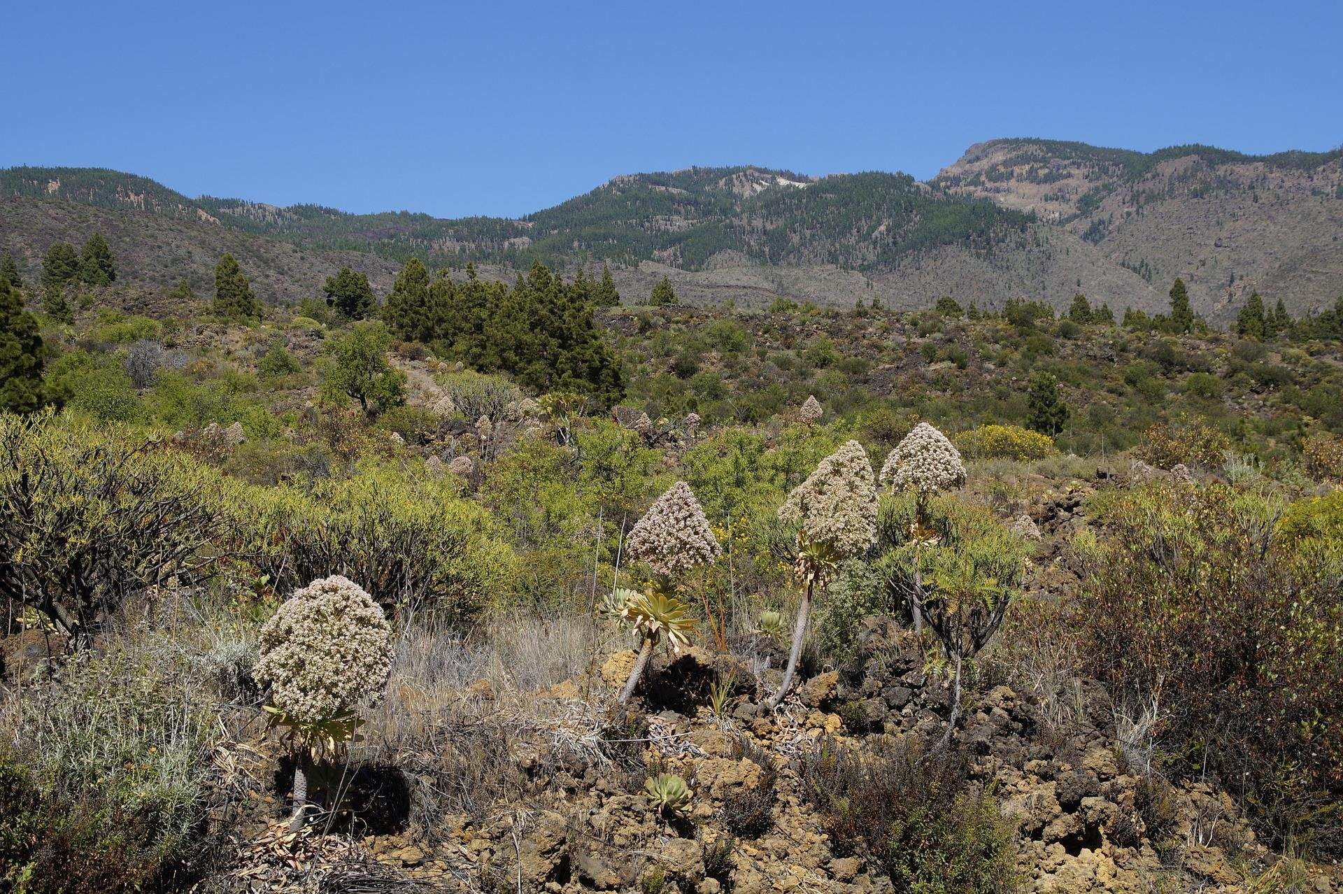 Parque Etnográfico de Güímar / PIXABAY