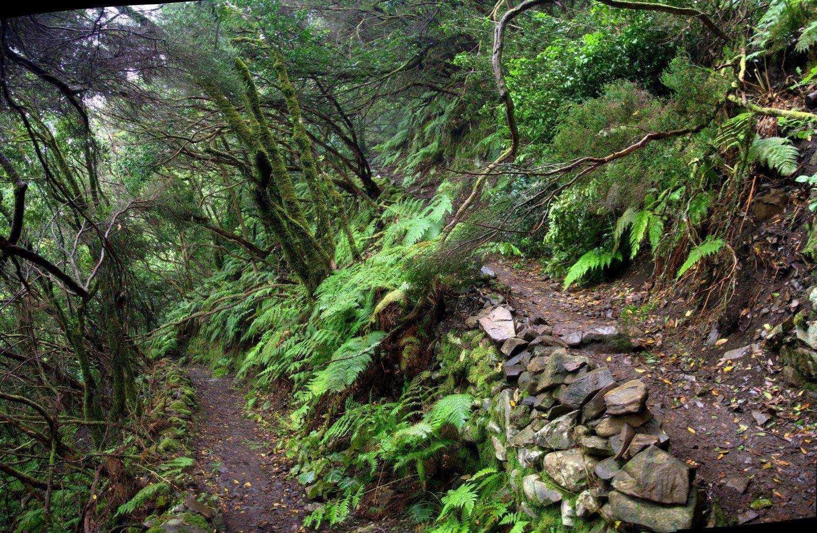 La biodiversidad insular se encuentra amenazada por la proliferación de especies exóticas invasoras./ Archivo.