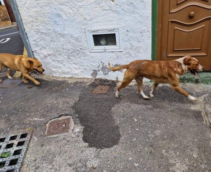 Dos de los perros de la manada deambulando por las calles de Arafo./ Redes Dos de los perros de la manada deambulando por las calles de Arafo./ Redes