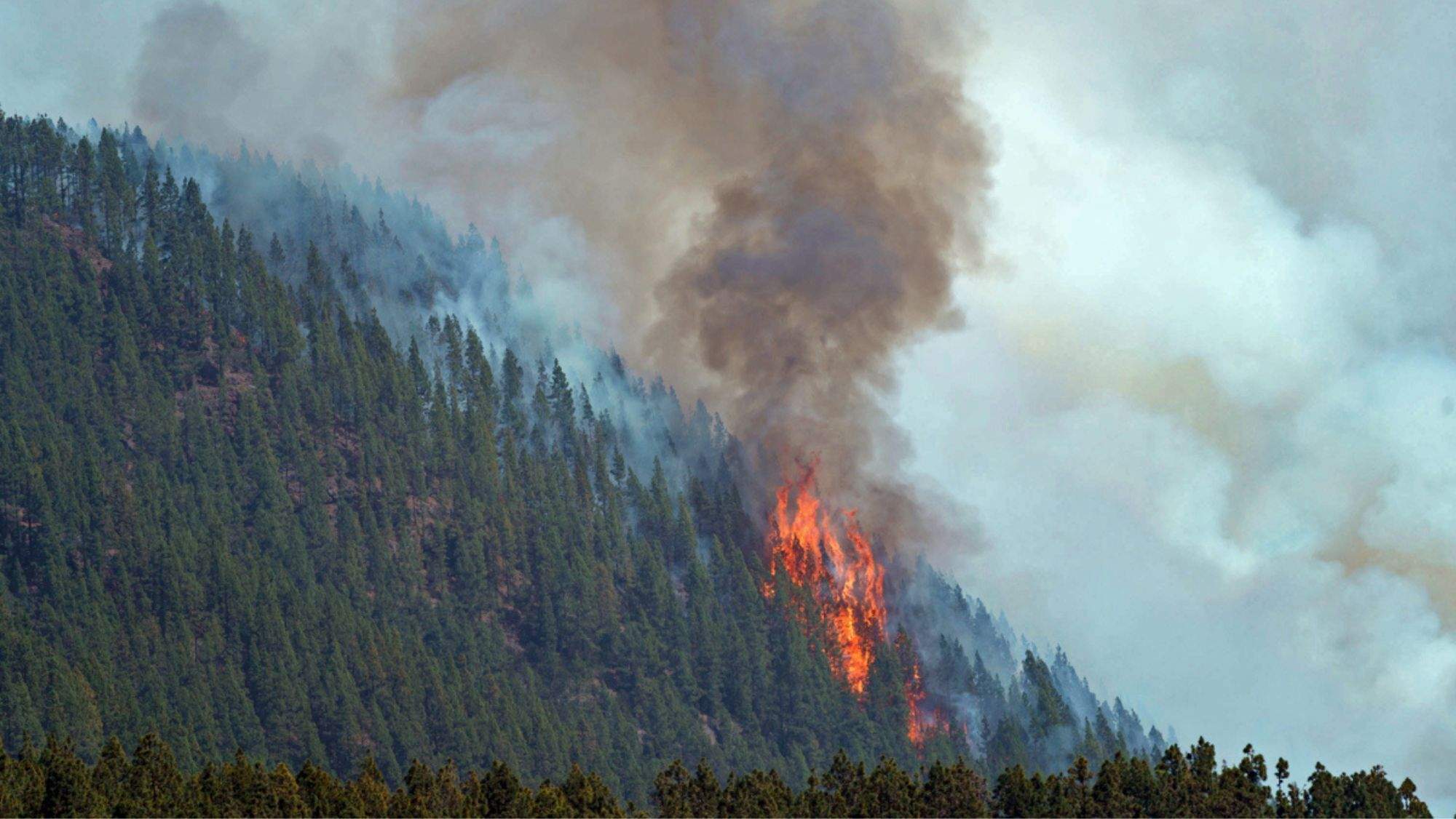 Altas llamas en el incendio forestal de Tenerife. / Efe