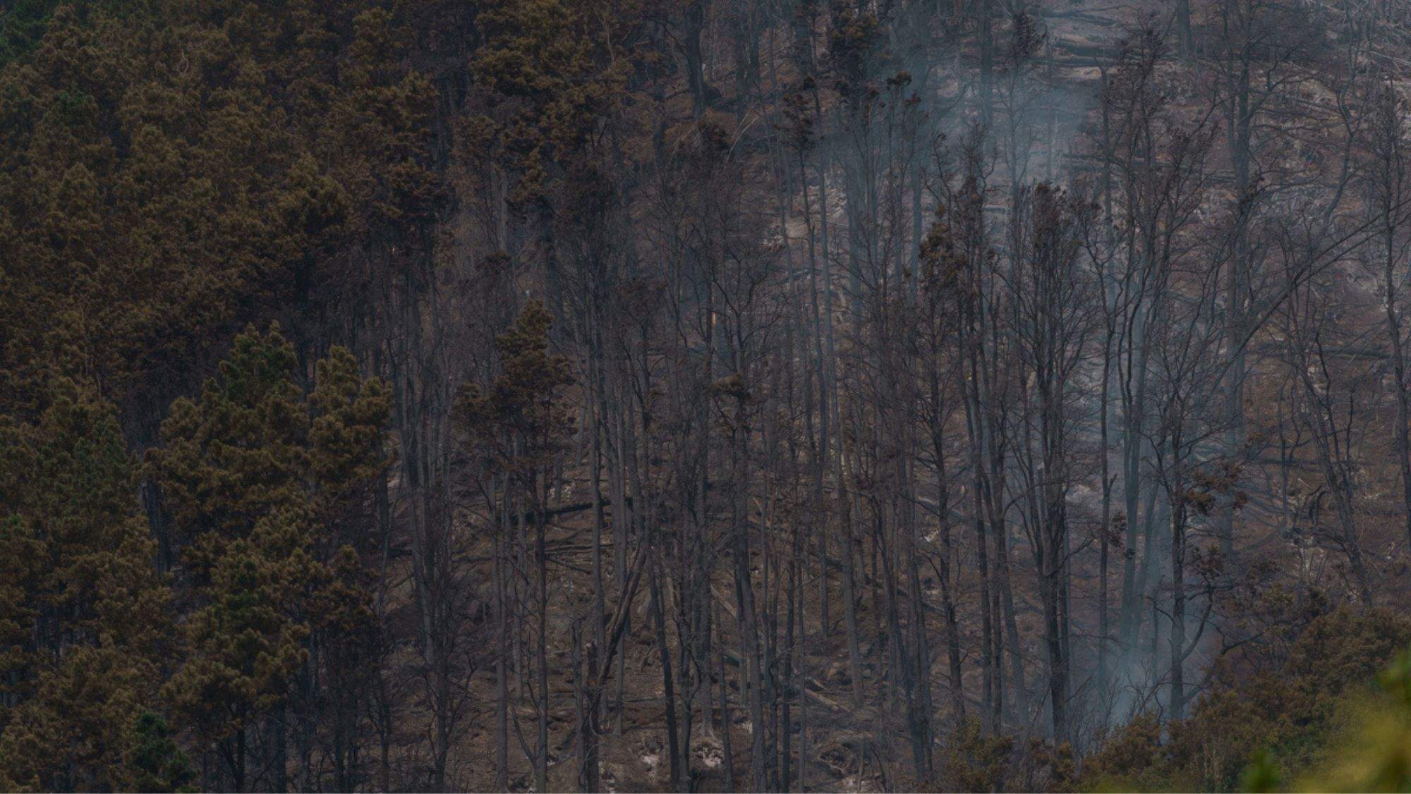 Zona de monte calcinada tras el paso del fuego. / Efe