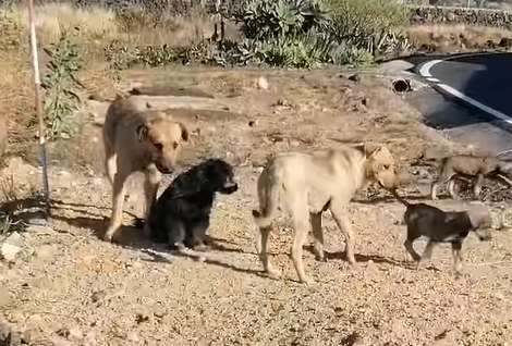 La manada de perros de Arafo, con sus crías./ Redes