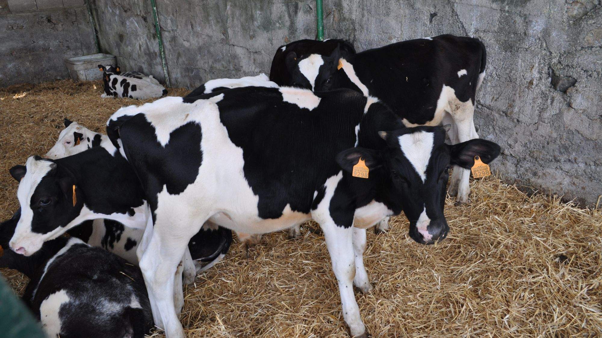 Ganado vacuno. / Asaga