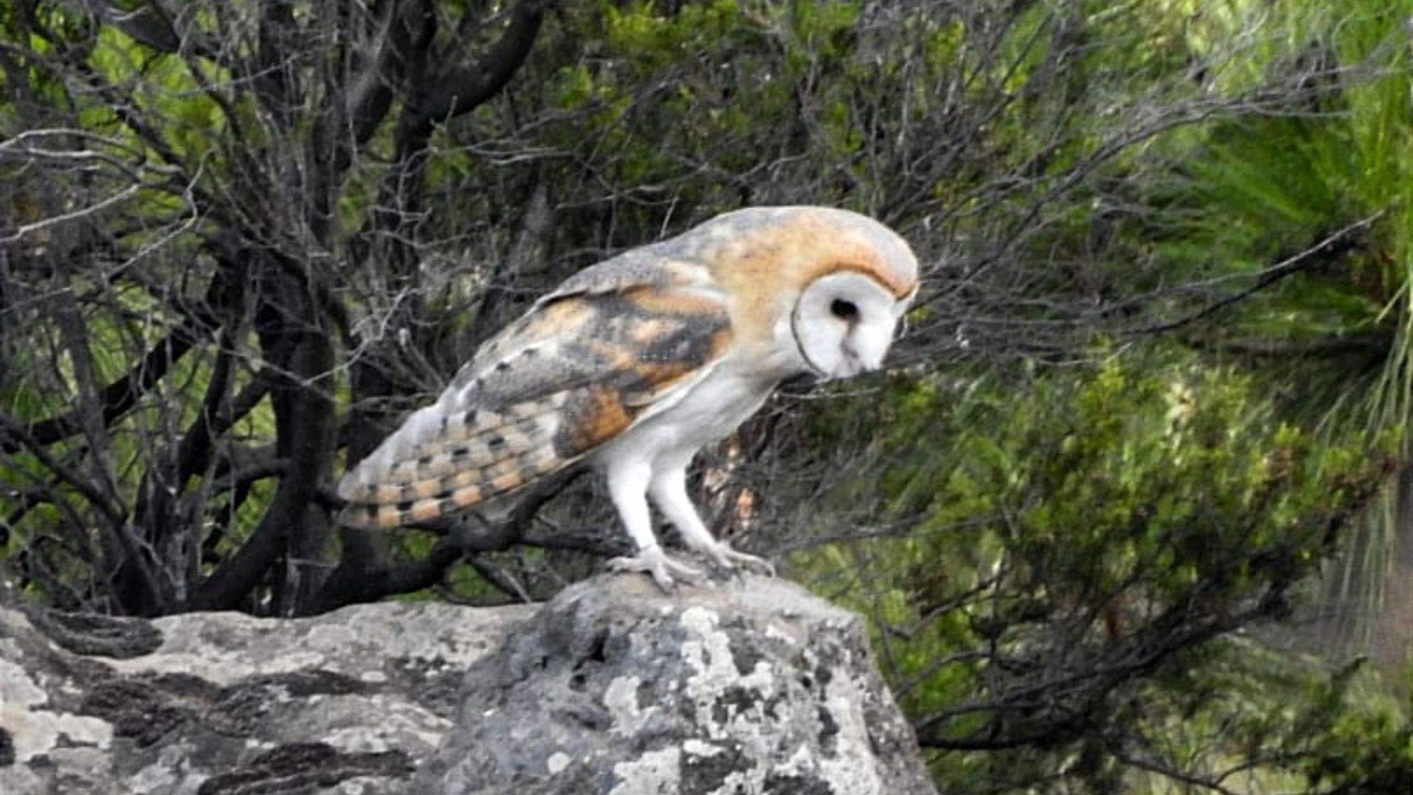 Ejemplar de lechuza común (Tyto alba). / Cedida