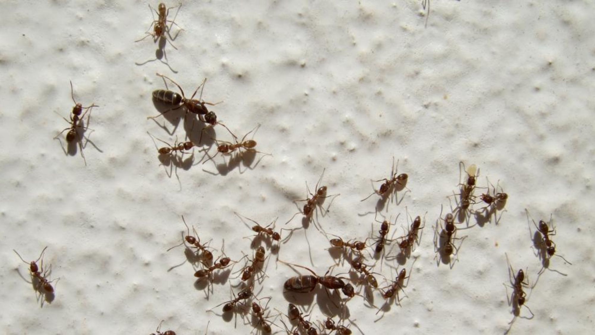 Un grupo de hormigas. / Imagen de la red Un grupo de hormigas. / Imagen de la red