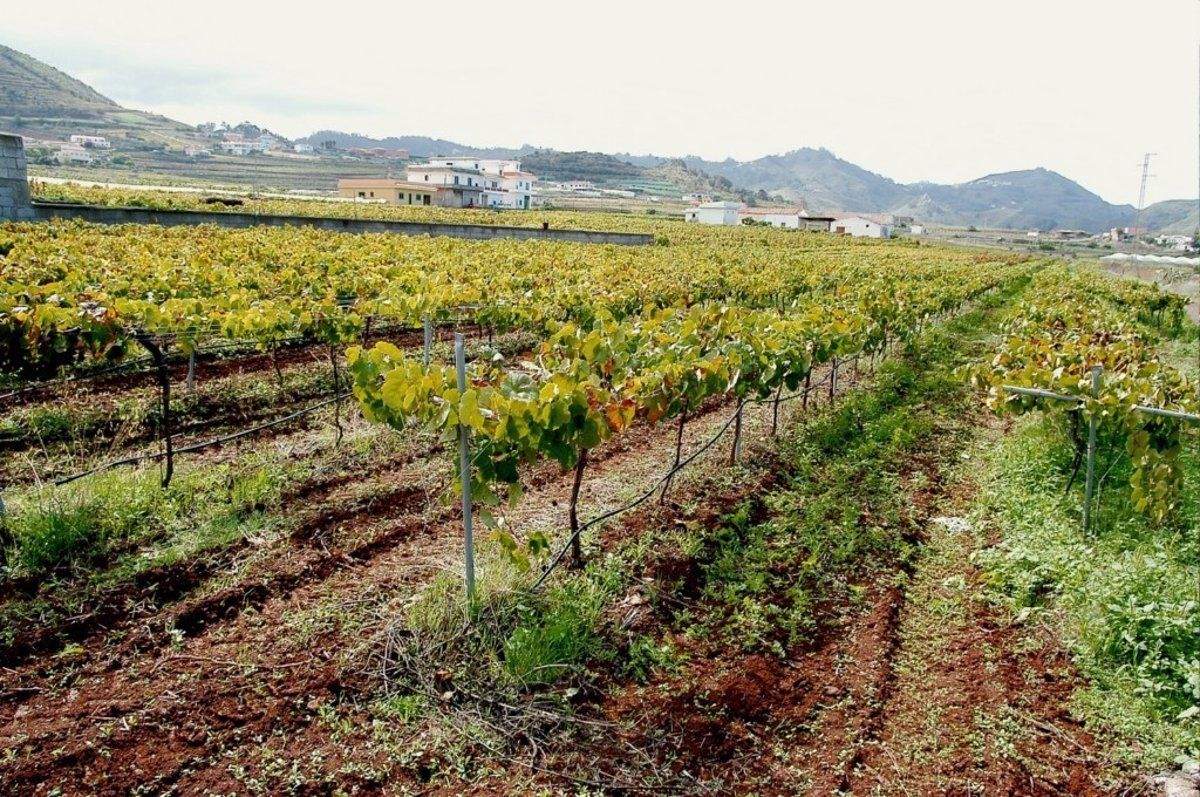 Viñas alusivas al sector de la viticultura de Canarias./ ARCHIVO