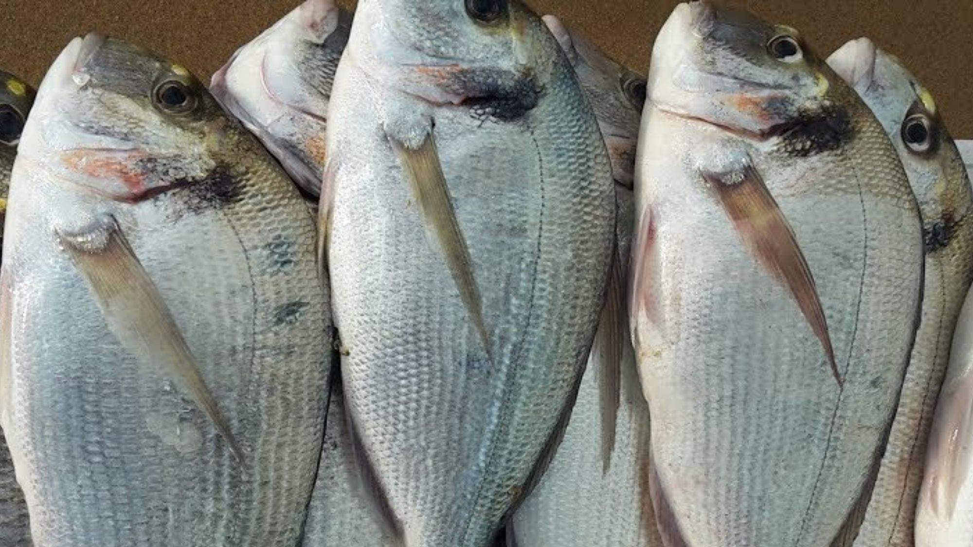 Un grupo de doradas después de la pesca. / Imagen de la red