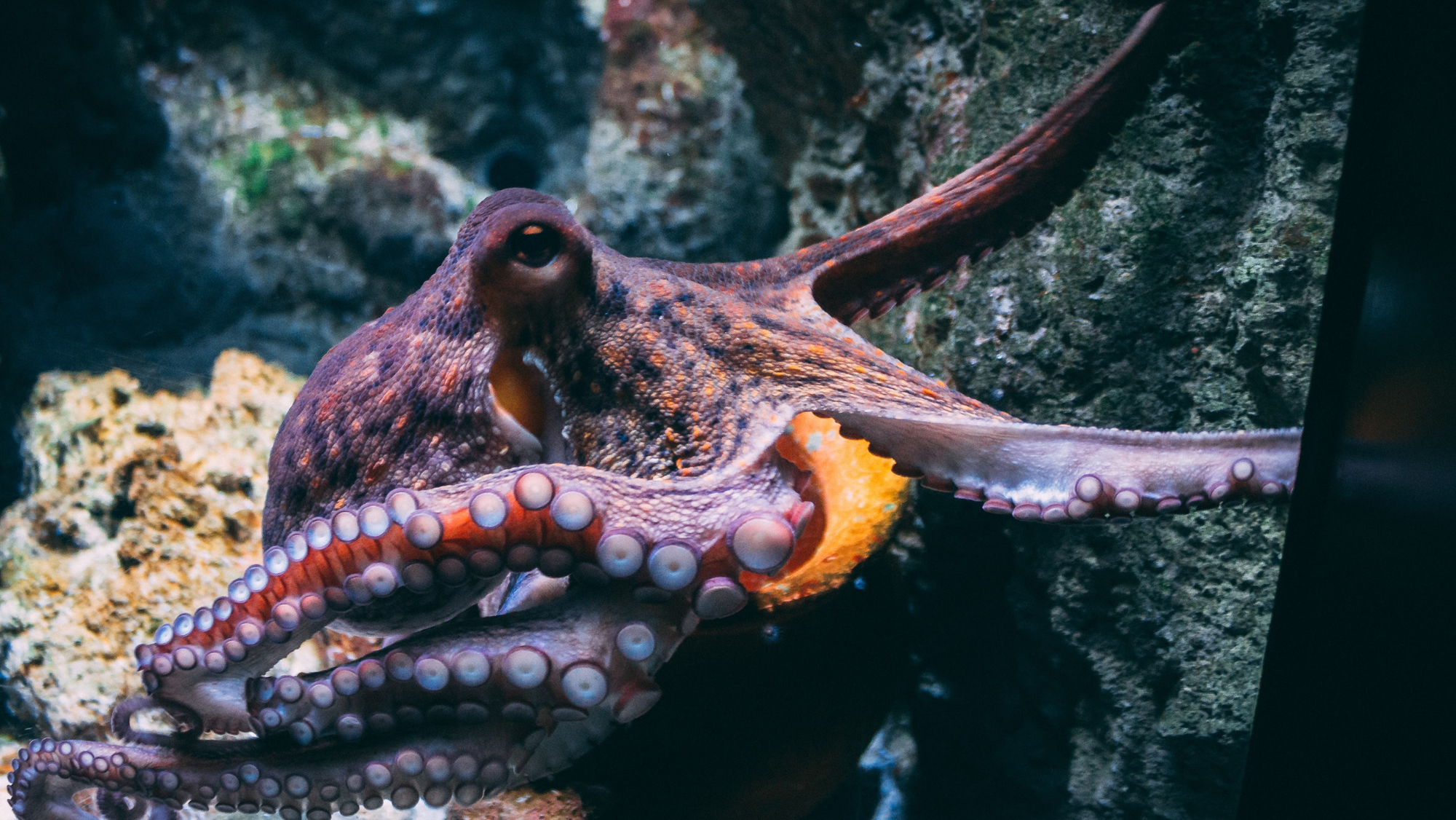 Medio Ambiente no ve argumentos para negar la autorización a la granja de pulpos de Pescanova. Unsplash