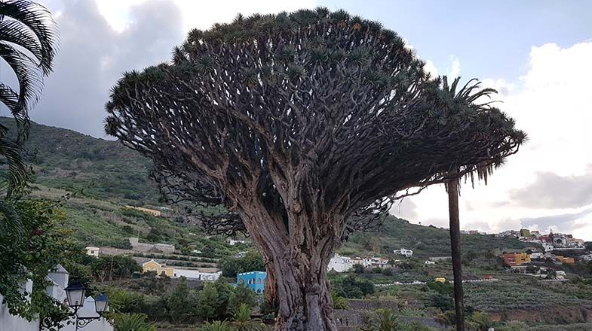 Parque del Drago en Icod de Los Vinos / PIXABAY