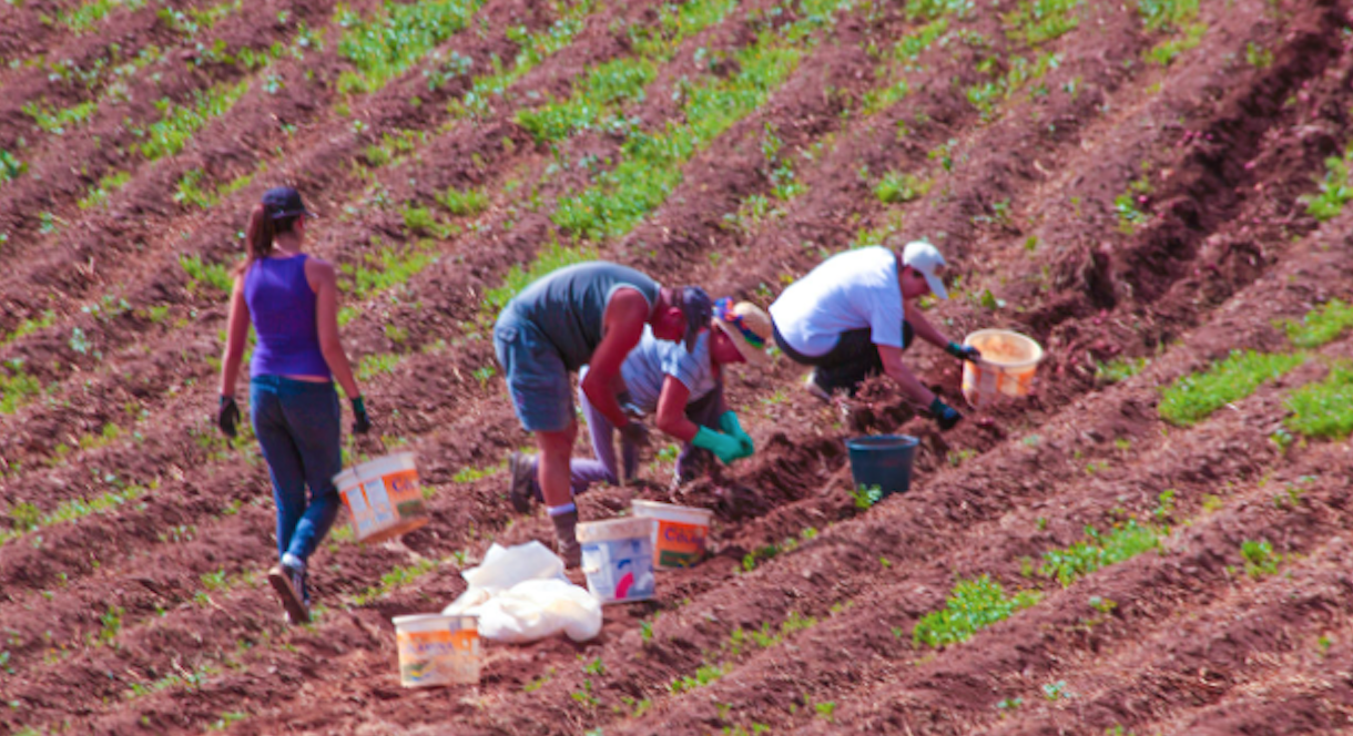 Actividad agrícola en Anaga (Tenerife)./ Archivo