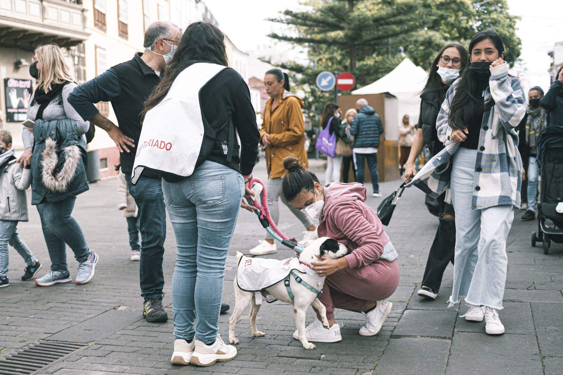 Feria de adopción en La Laguna. / Ayuntamiento de La Laguna 