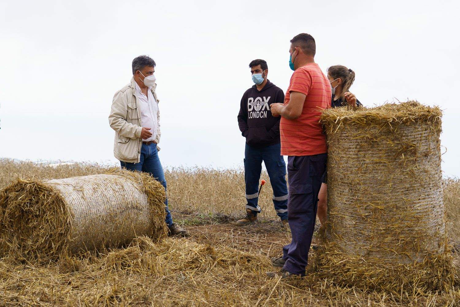 Producción de forraje. / Cabildo de Tenerife 