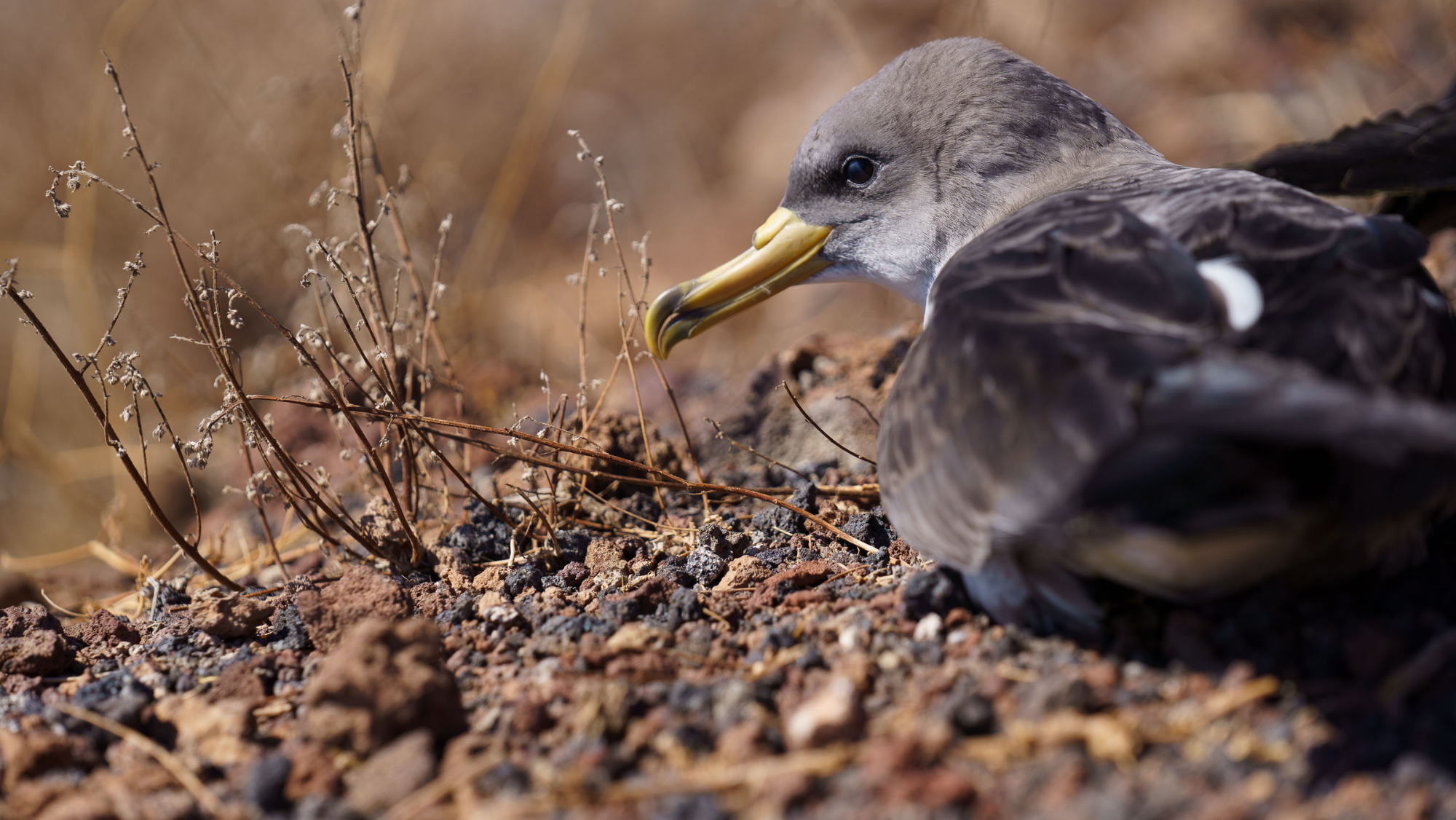 Cría de pardela cenicienta. / Cabildo de Tenerife